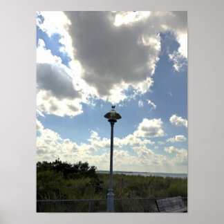 Seagull on Light Poster