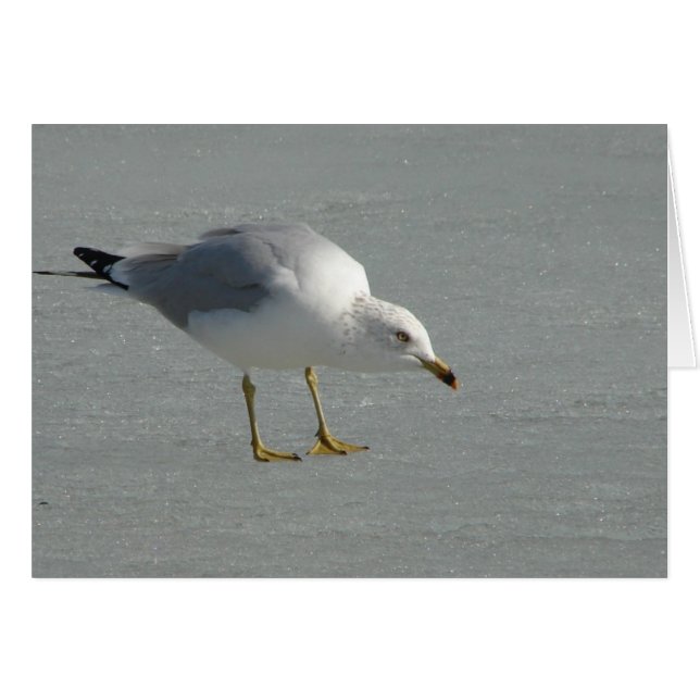 Seagull on Mississippi River Ice (Devant horizontal)