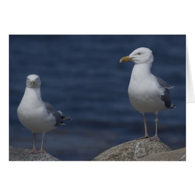 Seagull On Rock (Front Horizontal)