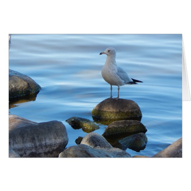 Seagull On Rocks (Front Horizontal)