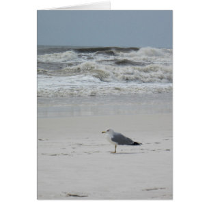 Seagull on the Beach