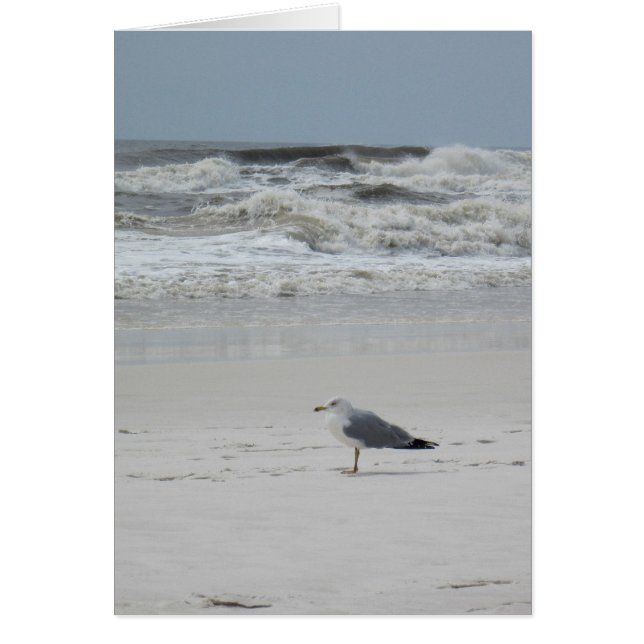 Seagull on the Beach (Front)