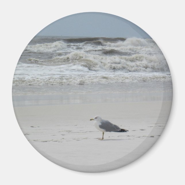 Seagull on the Beach Magnet (Front)