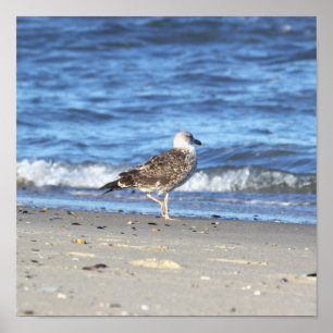 Seagull on the Beach Poster