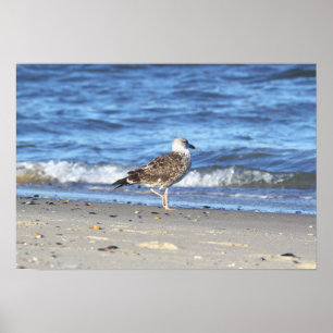 Seagull on the Beach Poster