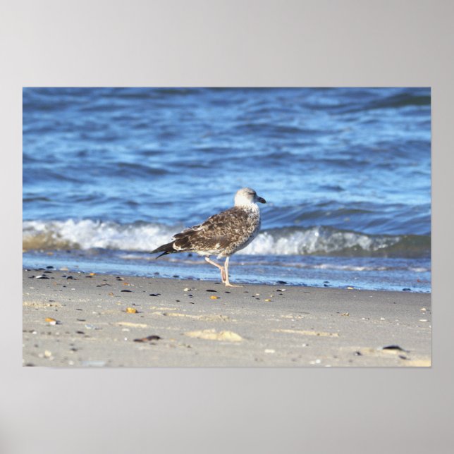 Seagull on the Beach Poster (Front)