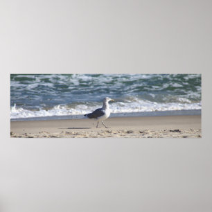 Seagull on the Beach Poster