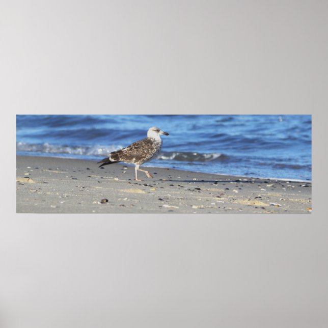 Seagull on the Beach Poster (Front)