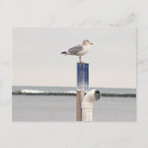 Seagull Photo Postcard