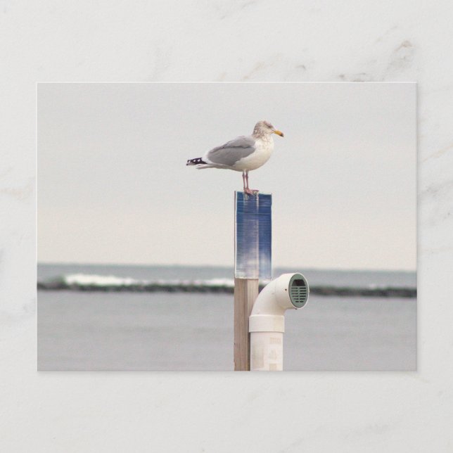 Seagull Photo Postcard (Front)