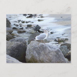 Seagull Photo Postcard