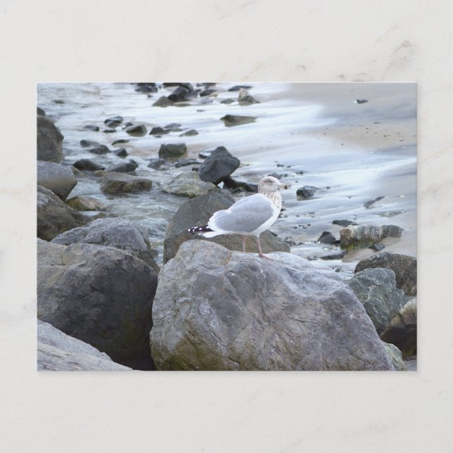 Seagull Photo Postcard (Front)