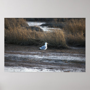 Seagull Photo Poster