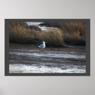 Seagull Photo Poster