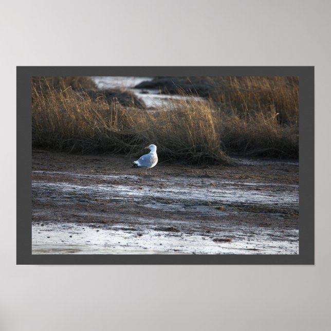 Seagull Photo Poster (Front)