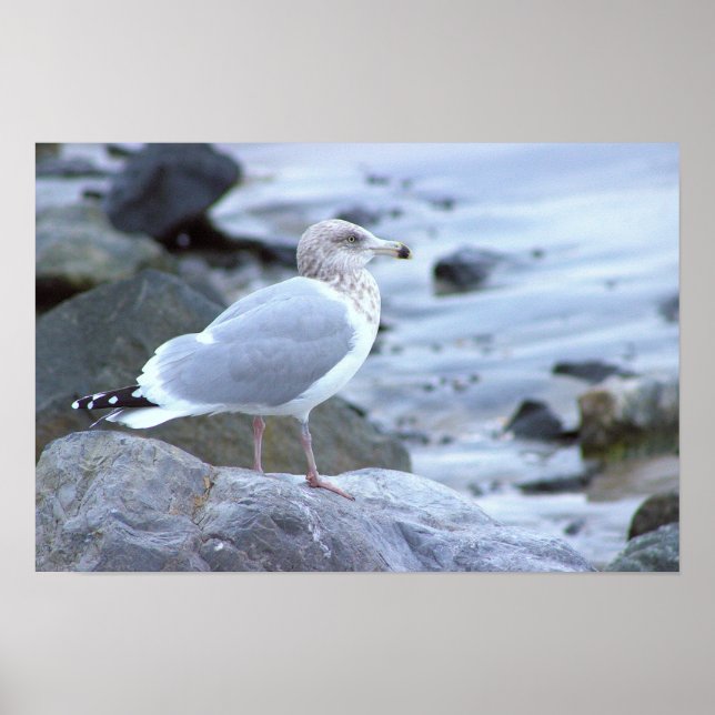Seagull Photo Poster  (Front)