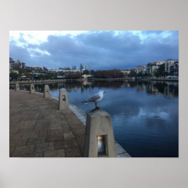 Seagull Photo Poster (Front)