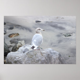 Seagull Photo Poster