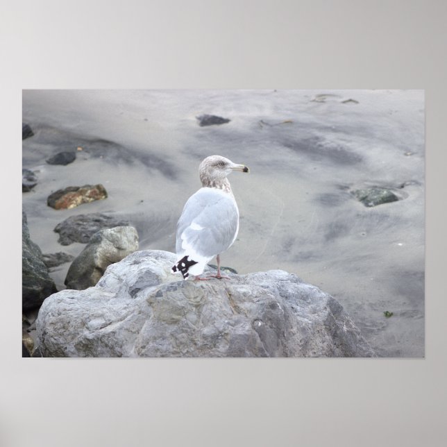 Seagull Photo Poster  (Front)