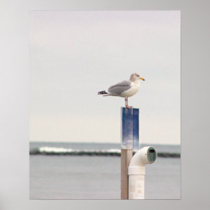 Seagull Photo Poster