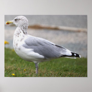 Seagull Photo Poster