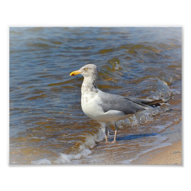 Seagull Photo Print (Front)