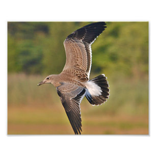 Seagull Photo Print