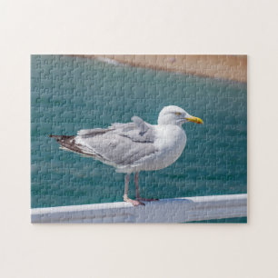Seagull photo puzzle