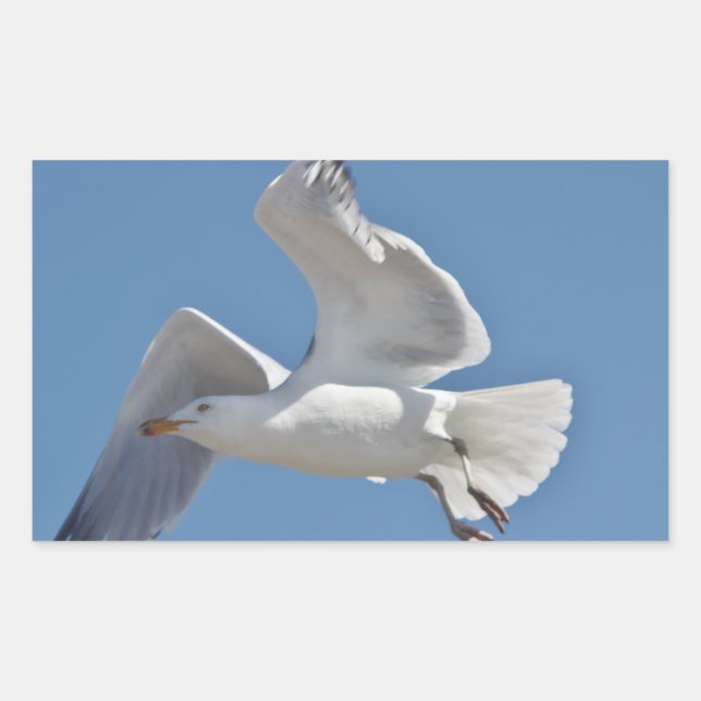 Seagull photo sticker (Front)