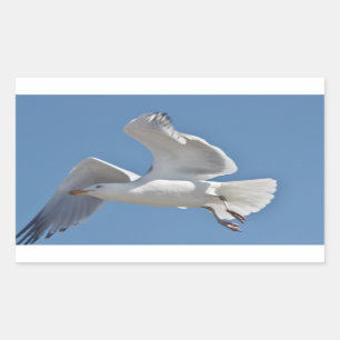 Seagull photo sticker
