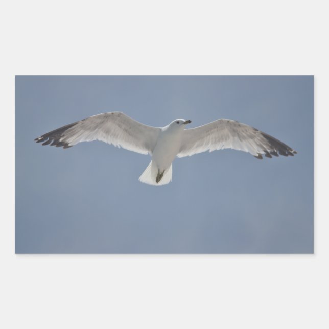 Seagull photo sticker (Front)