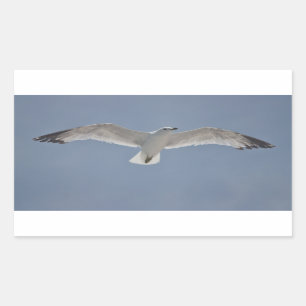 Seagull photo sticker