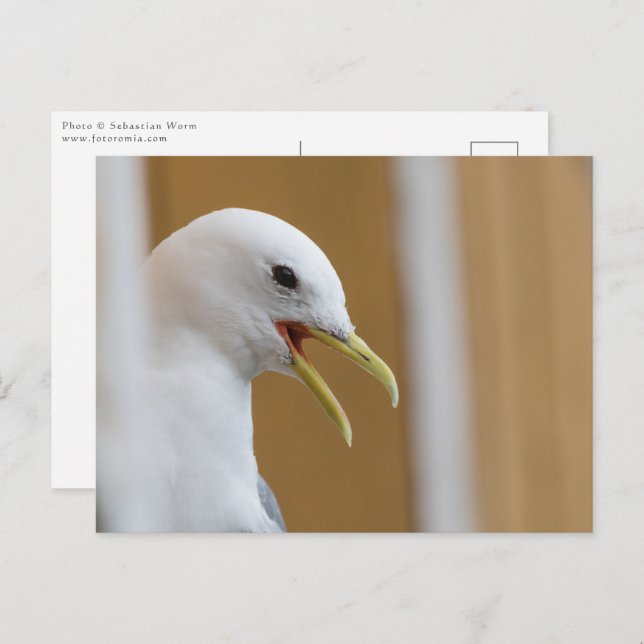 Seagull Portrait Photo Postcard (Front/Back)