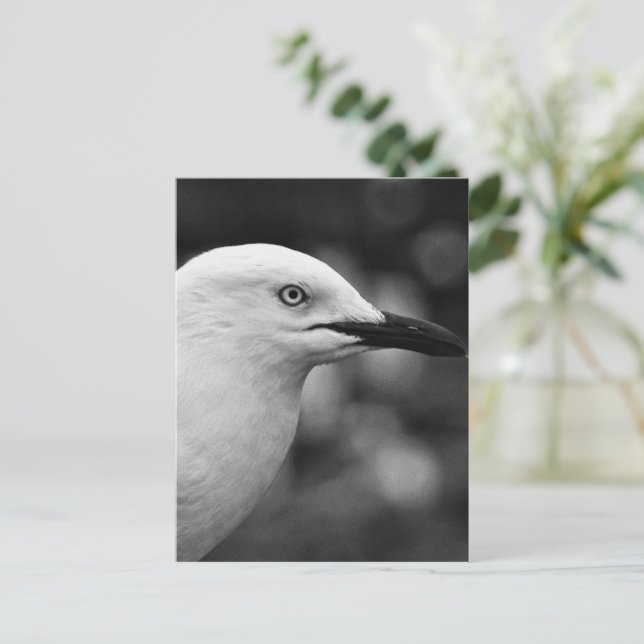 Seagull portrait postcard (Standing Front)