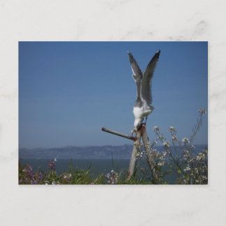 Seagull Postcard