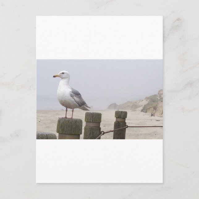 Seagull Postcard (Front)