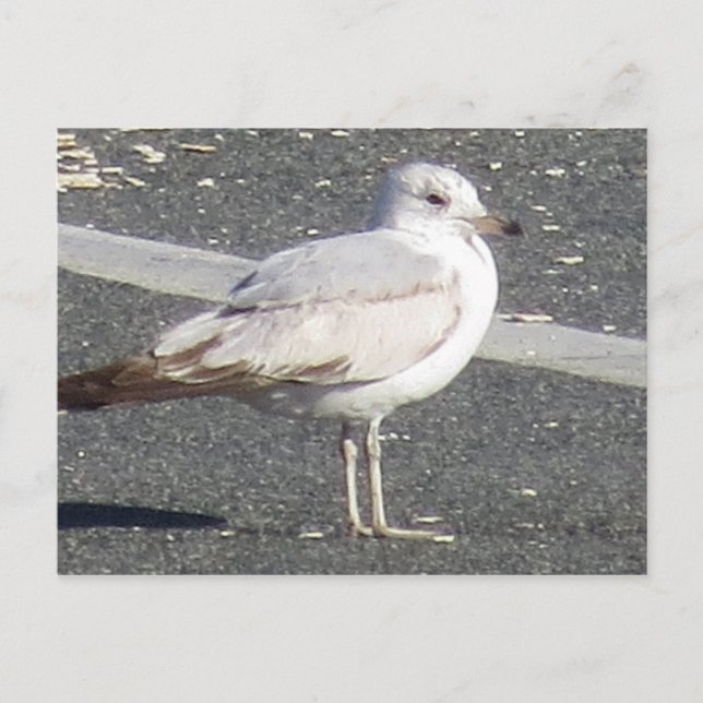 Seagull Postcard (Front)