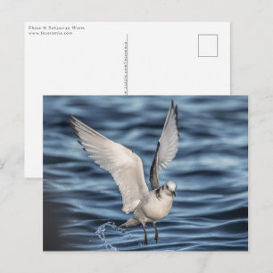 Seagull Postcard