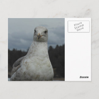 Seagull postcard