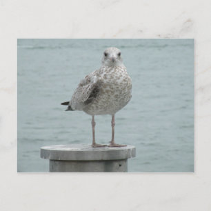 Seagull Postcard