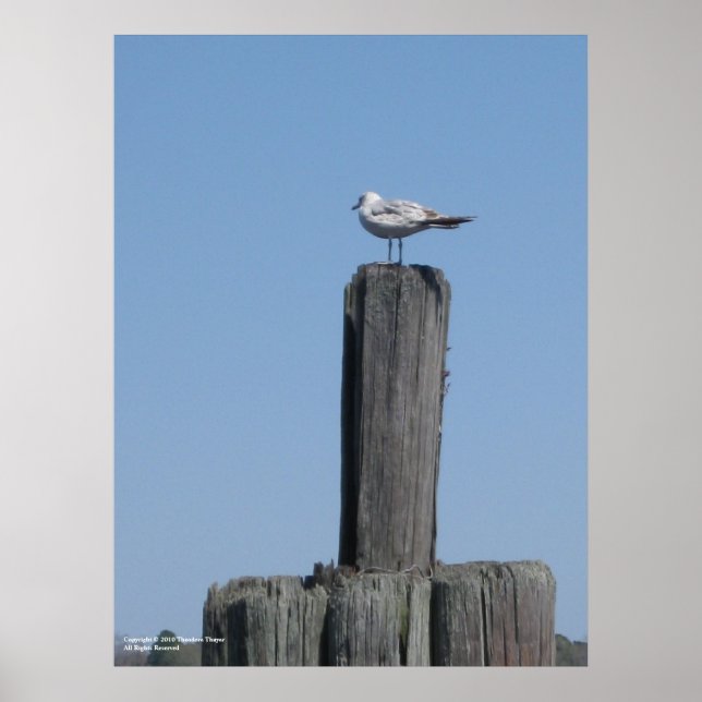 Seagull poster (Front)
