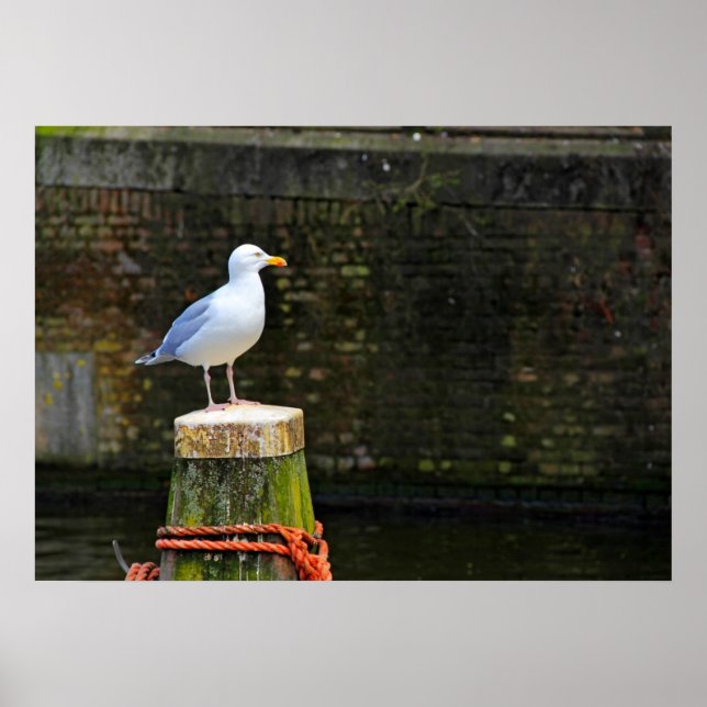Seagull Poster (Front)