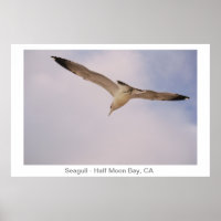 Seagull