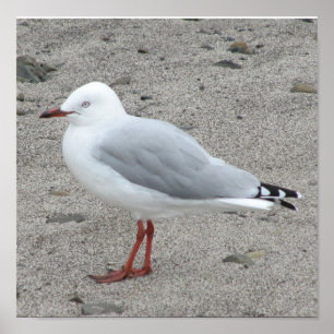 Seagull Poster