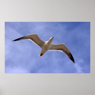 Seagull Poster