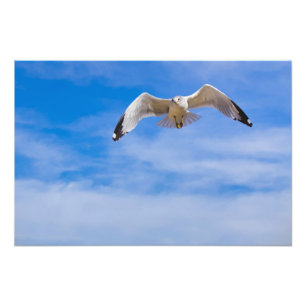 Seagull soaring high against a blue sky photo print