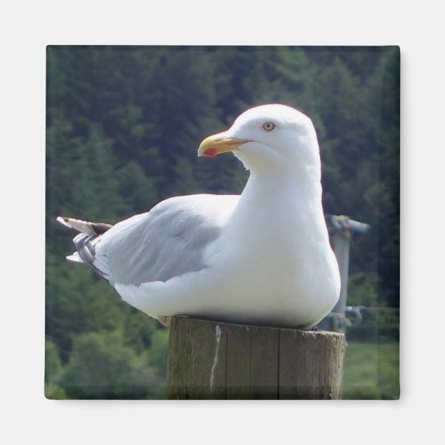 Seagull Square Magnet (Front)