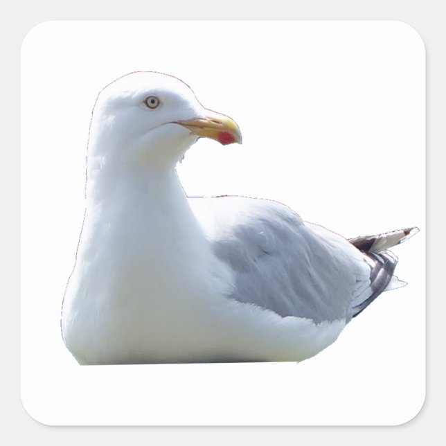 Seagull  square sticker (Front)