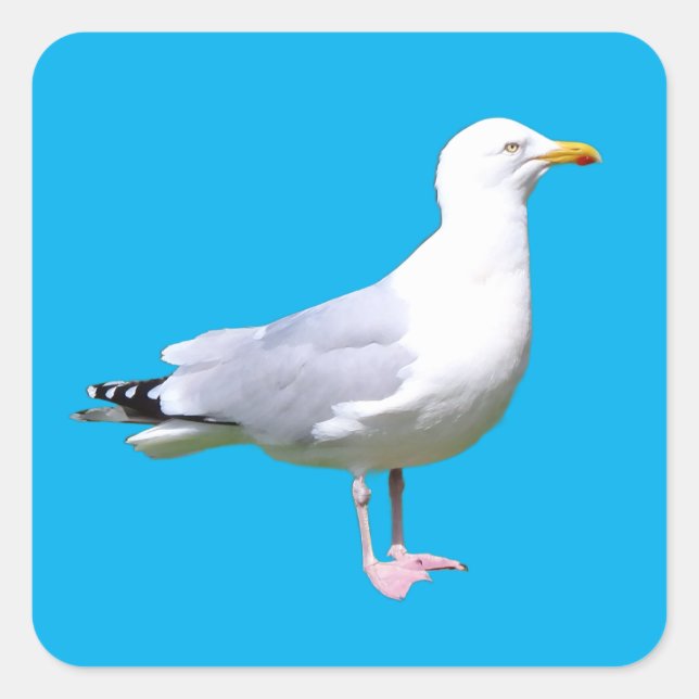 Seagull Standing  Square Sticker (Front)