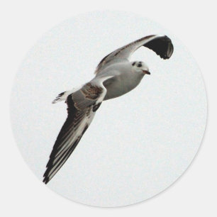 Seagull stickers